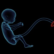 fetus-1788082.jpg