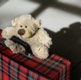 Teddy bear on a suitcase