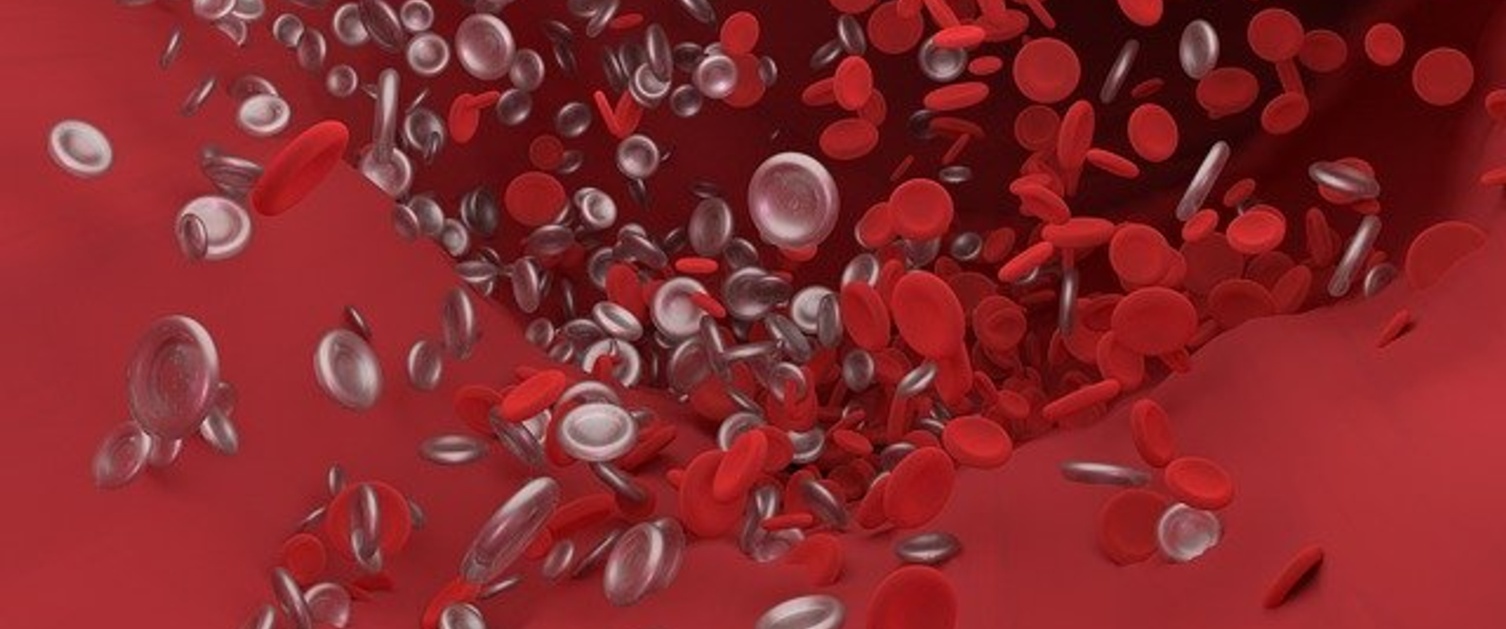 Blood cells inside an artery
