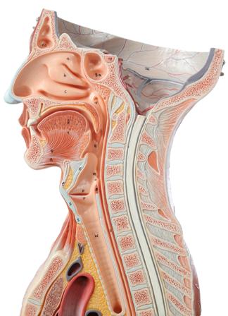 neck throat anatomy diagram