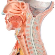 Ear, Nose and Throat / Head and Neck diagram
