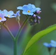 Canva - Forget Me Not Flowers.jpg