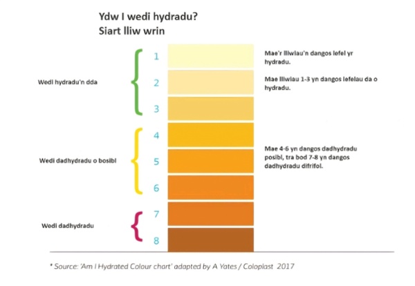 Ydw l wedi hydradu? Siart lliw wrin. Mae