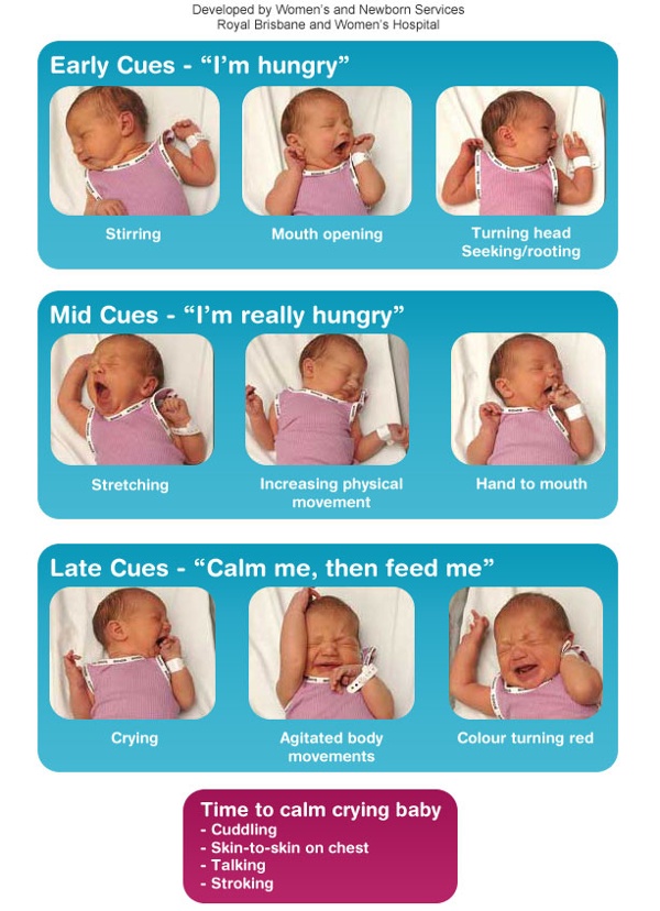 diagram of baby cues