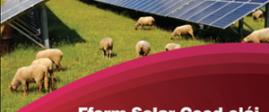 Wales Climate Week - Solar Panels and Sheep