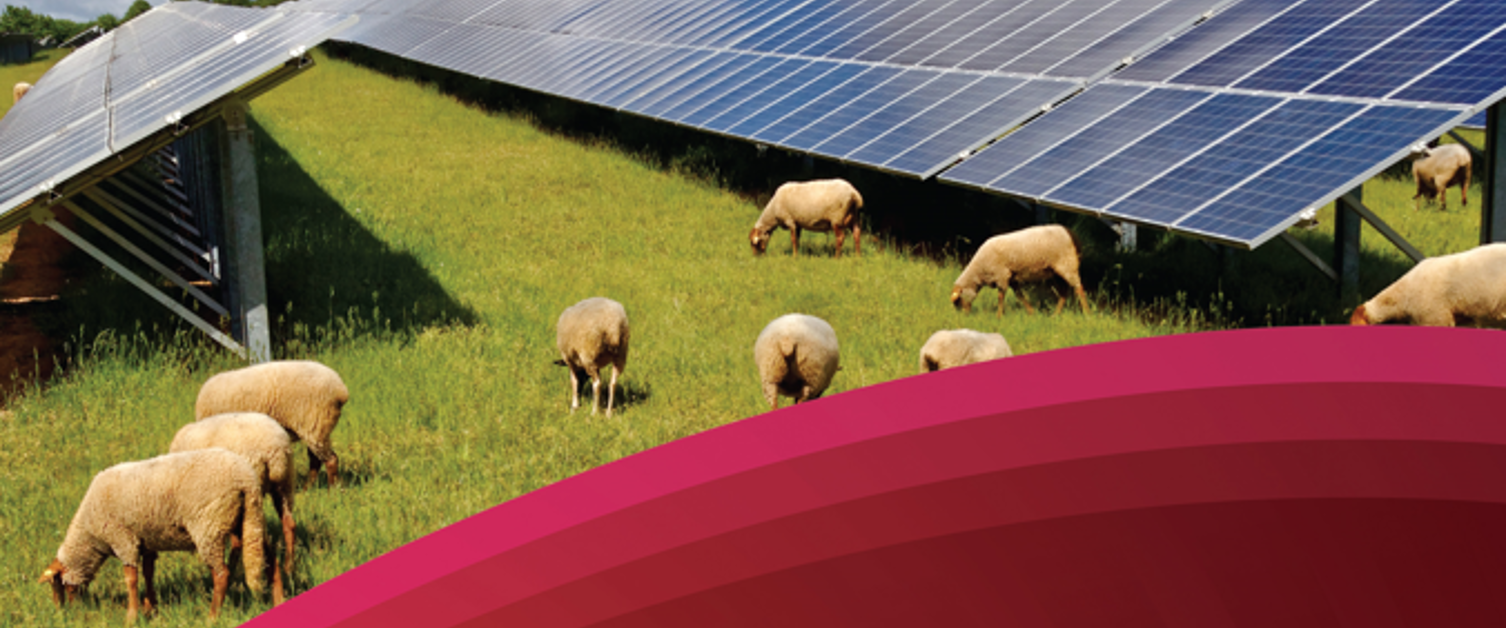 Wales Climate Week - Solar Panels and Sheep
