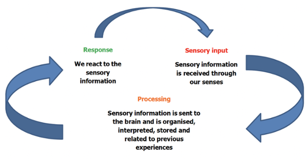 Response   We react to the sensory information Sensory input   Sensory information is received through our senses        Processing   Sensory information is sent to the brain and is organised, interpreted, stored and related to previous experiences 