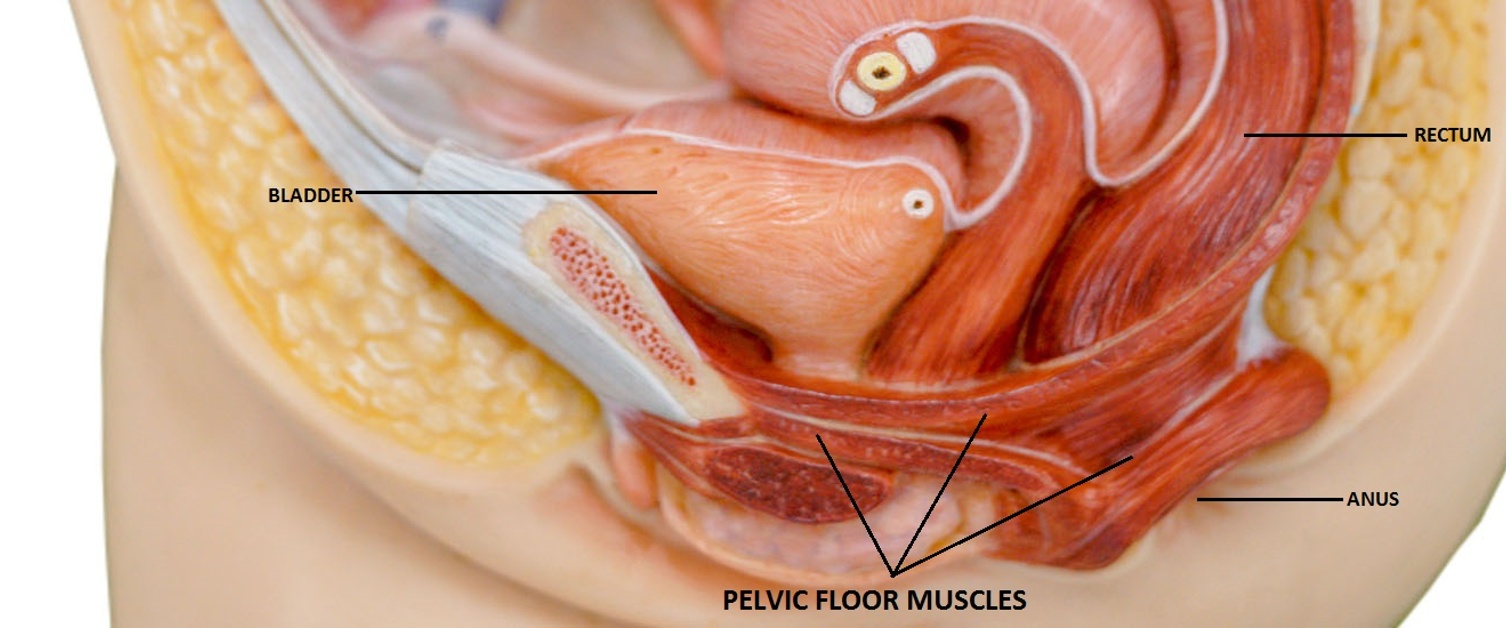 Pelvic Floor Muscle Exercises