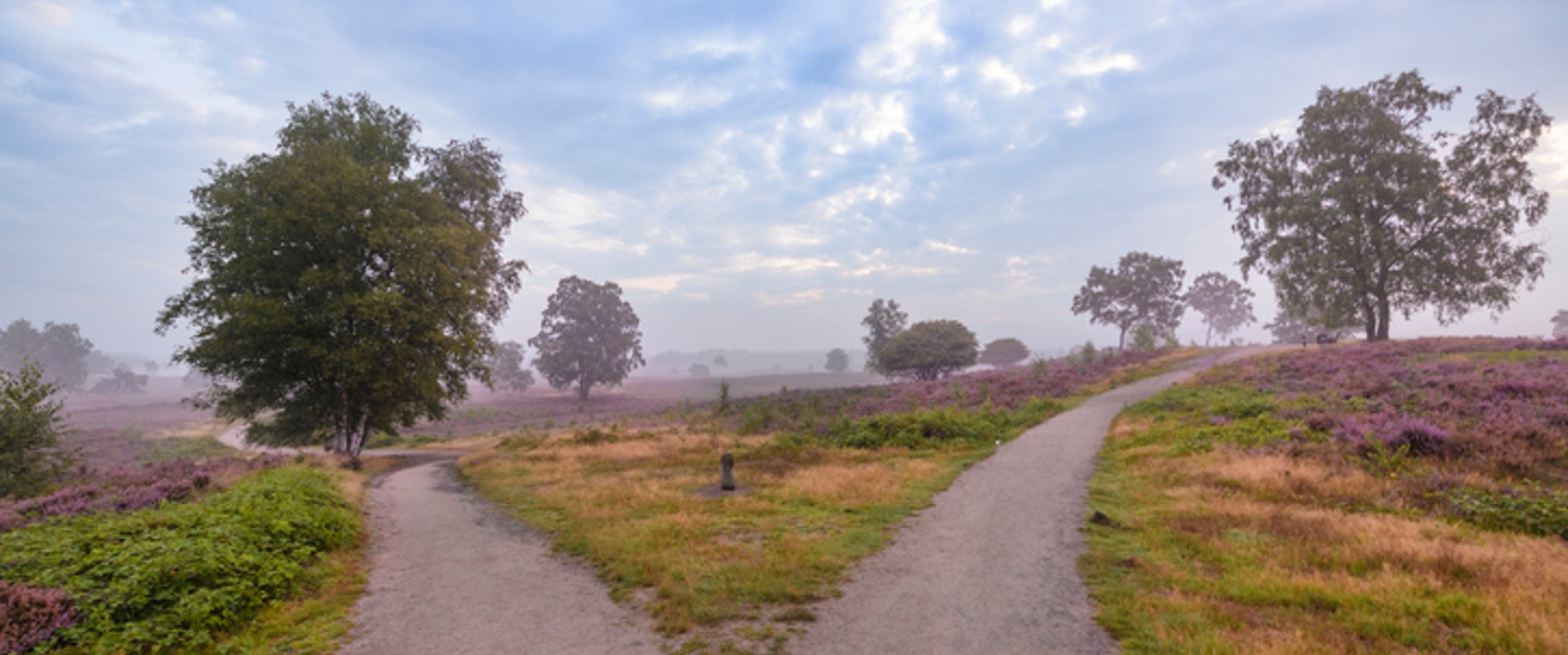 two paths through a meadow