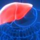 Liver