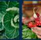vegetables