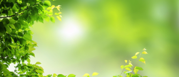 Green leaves