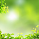 Green leaves