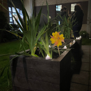 Wave of Light 2024  (5).png