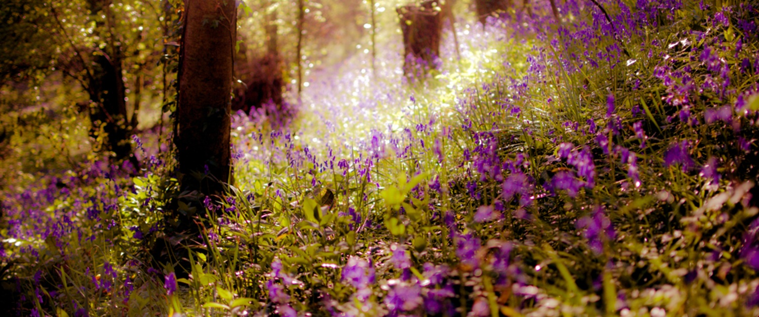 Sunny forest with purple flowers