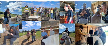 Group of young people enjoying a day out at a farm. Grooming and riding horses, holding chickens, ferrets and a tortoise.