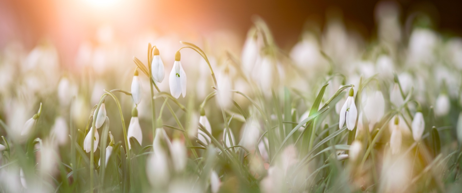 Snowdrop plants