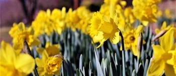 a picture of daffodils in a row, they are in focus and the background is blurred