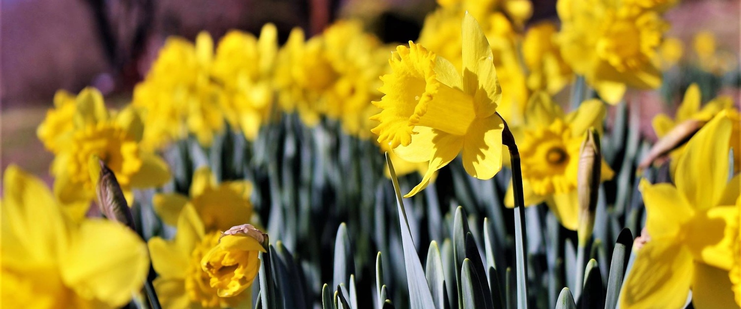 a picture of daffodils in a row, they are in focus and the background is blurred