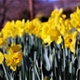 a picture of daffodils in a row, they are in focus and the background is blurred