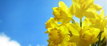 Daffodil and blue sky