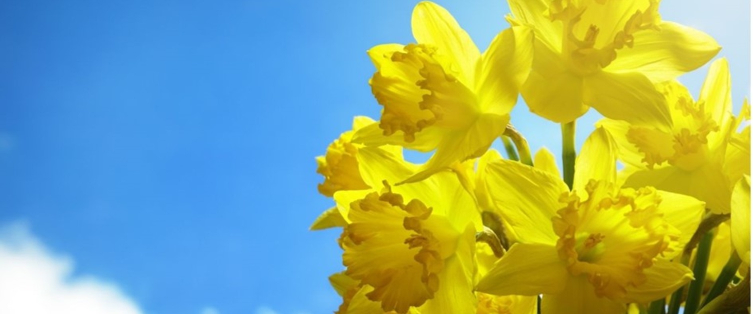 Daffodil and blue sky