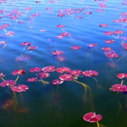 Reflection, Bosherton Lily Ponds, Broadhaven