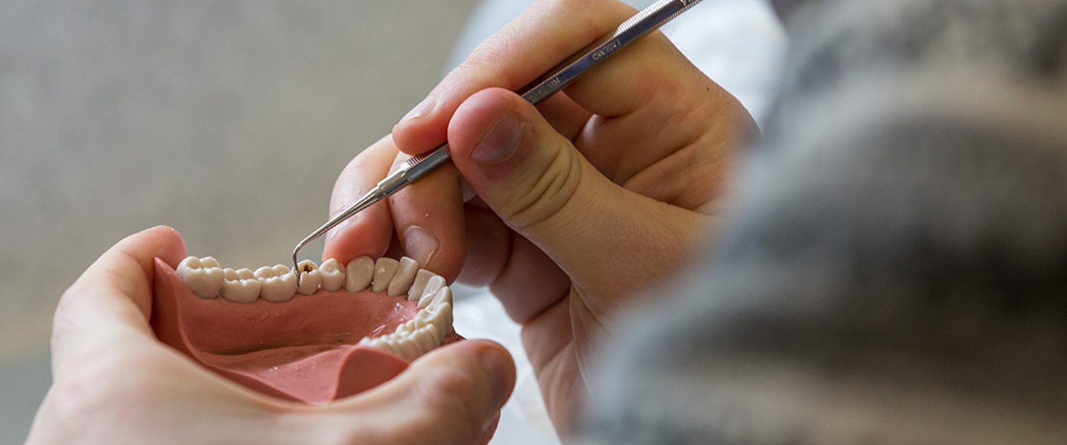 Fake lower dental arch