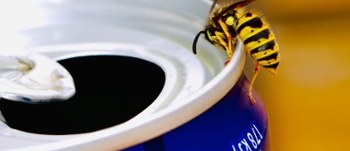 Wasp on can of drink