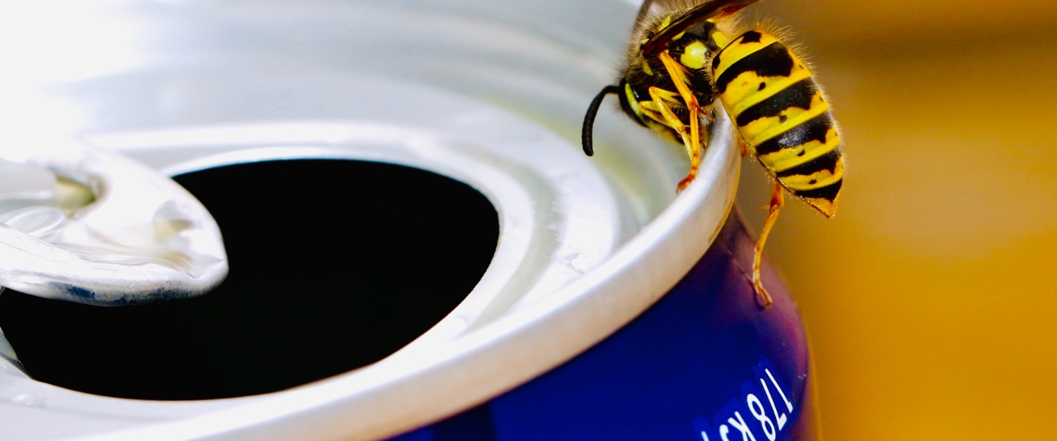 Wasp on can of drink