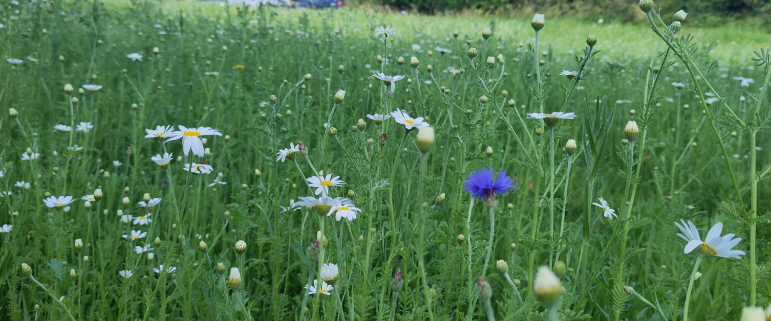 Wildflowers at Bronllys Hospital