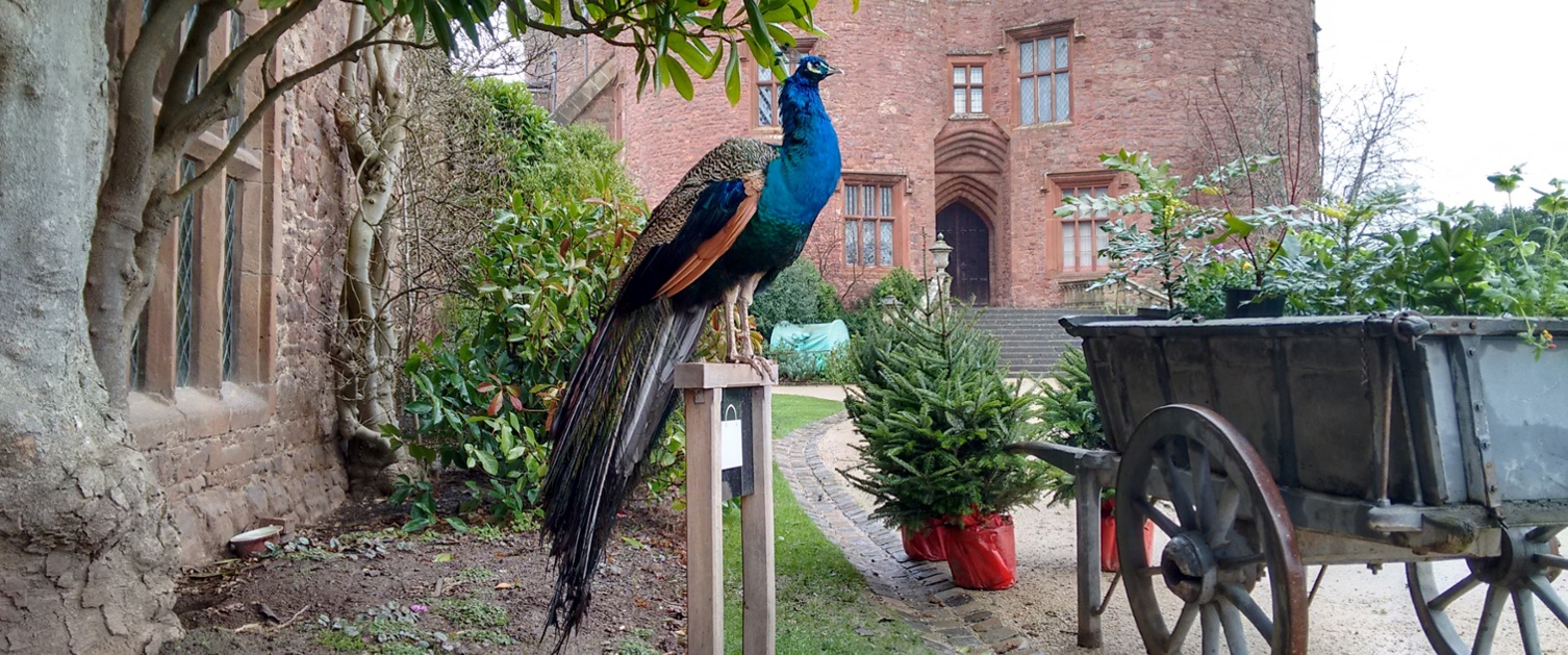Peacock standing on wooden post with stately home in background