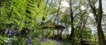Bluebells in woodland