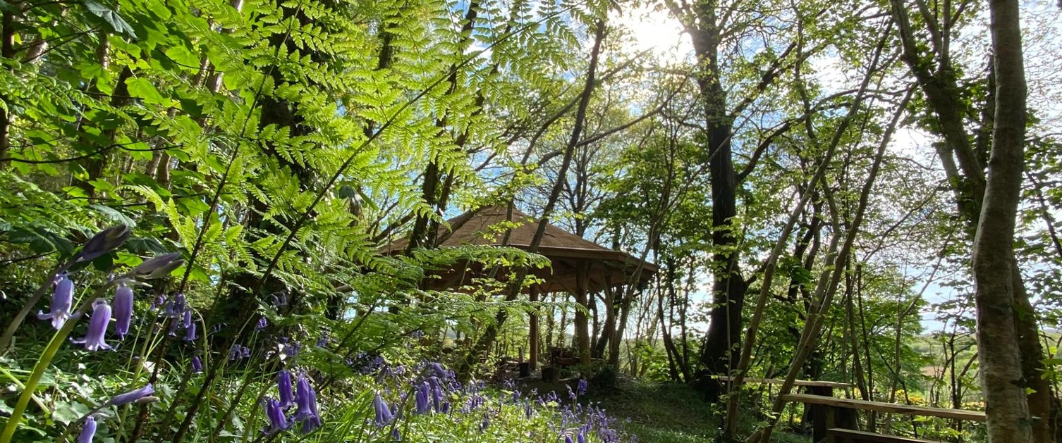 Bluebells in woodland