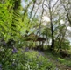 Bluebells in woodland