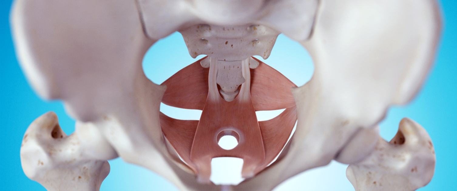 Model of a skeleton with a medically accurate illustration of only the pelvic floor muscles, with a blue gradient background