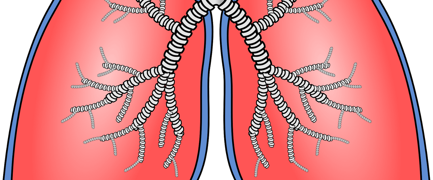Diagrammatic image of a pair of lungs and the trachea (windpipe). The lungs are shown in blue (exterior) and red (interior) and the trachea is shown in light grey