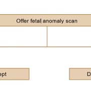 Ultrasound fetal anomaly pathway