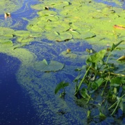 Blue-Green Algae