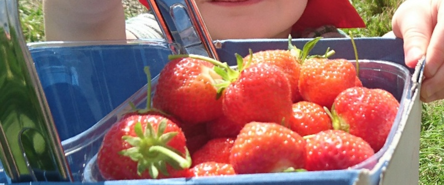 Child carrying strawberries