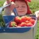 Child carrying strawberries
