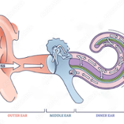 Diagram of ear.png