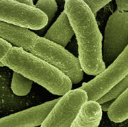 HARP bacteria