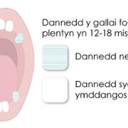 1 - 2 years teeth diagram welsh