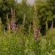 Meadow Flowers